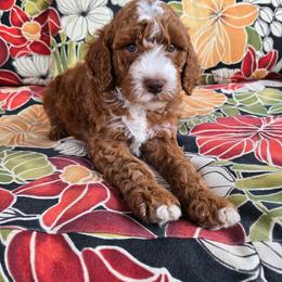 Clyde - Red  male Goldendoodle puppy in Fordland, Missouri from K&K's Puppy Kingdom