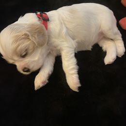 Cocker Spaniel Puppies from Lady K Cocker Spaniels