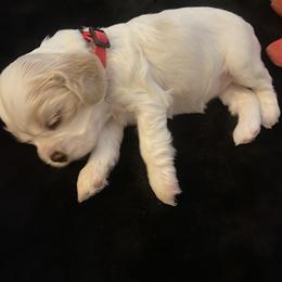 Cocker Spaniel Puppies from Lady K Cocker Spaniels