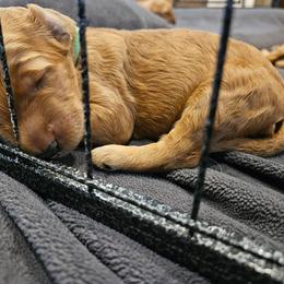 Green Boy - Apricot male Goldendoodle puppy in Lumberton, Texas from SETX Doodle Den LLC