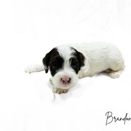 Choc Parti - Chocolate male Australian Labradoodle puppy in Wamego, Kansas from Doodles of Oz