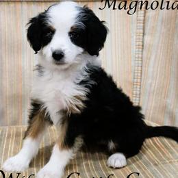Magnolia - Black tri-color female Aussiedoodle puppy in Lancaster, Minnesota from Wilson Cattle Co.