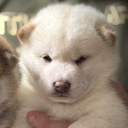 Moo - Cream male Shiba Inu puppy in Gladewater, Texas from Mirage Siberians