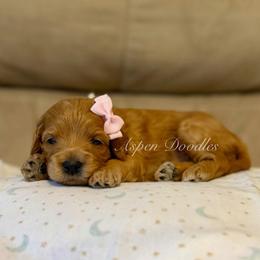 Pink Collar CAROLINA - Apricot female Goldendoodle puppy in Salem, Utah from Aspen Doodles Utah