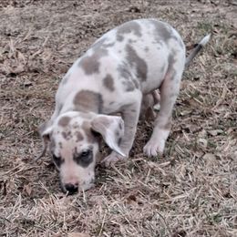 Blue Fawn Harlequin Male - Harlequin male Great Dane puppy in Cunningham, Kansas from Garden Grove Great Danes