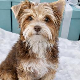 Ezmerleda - Yorkshire Terrier