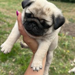 Yellow - Fawn male Pug puppy in Ellsworth, Kansas from Rachael Kruse