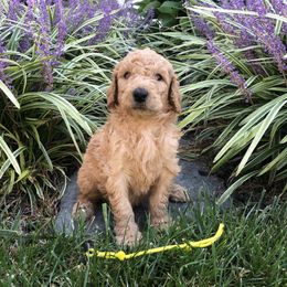 Poodle Puppies from Rupert-Smith's Poodles