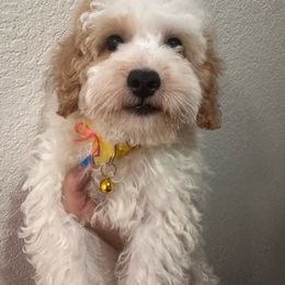 S’mores - White Maltipoo puppy in Apple Valley, California from Boujeepups