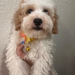 S’mores - White Maltipoo puppy in Apple Valley, California from Boujeepups