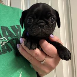 Magic - Black female Pug puppy in Ludowici, Georgia from Royal Destiny Kennels
