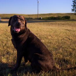 Dilute Retriever Puppies from Prairie Hills Labs