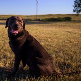 Dilute Retriever Puppies from Prairie Hills Labs