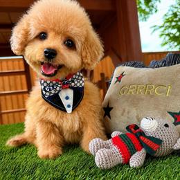 DUKE - Apricot male Maltipoo puppy in Sugar Land, Texas from Celebrity Maltipoos