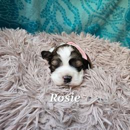 Rosie - Brown white and tan female Cocker Spaniel puppy in Midlothian, Virginia from Swift Creek Cocker Spaniels