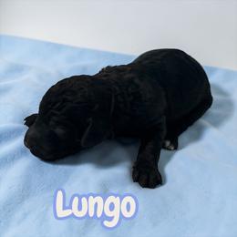 Lungo - Black male Poodle puppy in Ellenburg Center, New York from Kristin's Puppies