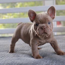 Tommy - Liver male French Bulldog puppy in Madison, Alabama from Moss Frenchie's Home