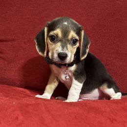 Pocket Beagle Jimbo - Black tan and white male Beagle puppy in Gentry, Arkansas from HC Puppy Ranch