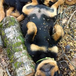 Rottweiler Puppies from Gateway Rottweilers