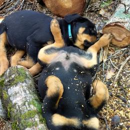 Rottweiler Puppies from Gateway Rottweilers