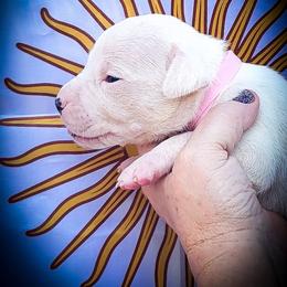 Girl 4 Galatea - White female Dogo Argentino puppy in San Diego, California from Debonair Dogos