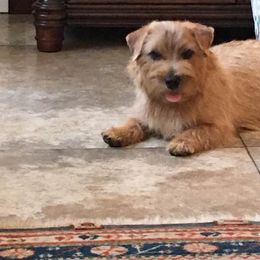 Norfolk Terrier Puppies from Judy Seltrecht's Norfolk Terriers