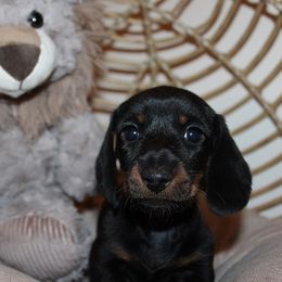 Boy 3 - Black and tan male Dachshund puppy in Craig, Colorado from Rocky Mountain Shih Tzus and Dry Creek Miniature Dachshunds