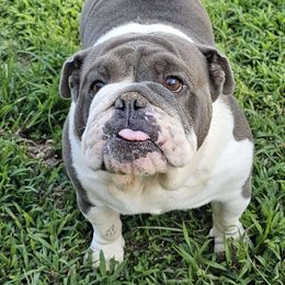 Belle - Bulldog