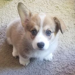 Dachshund and Pembroke Welsh Corgi Puppies from Kendaline Kennels