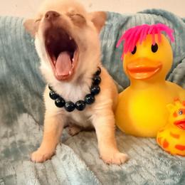 McIntosh runt Pomchi - Blue fawn male Chihuahua puppy in Seneca, Missouri from Stephanie’s Puppy Colony