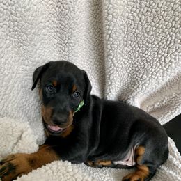 Doberman Pinscher Puppies from JM Dobermans