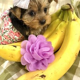 Yorkshire Terrier Puppies from Prims Puppies LLC