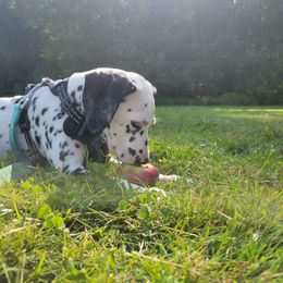 CEABA - Dalmatian