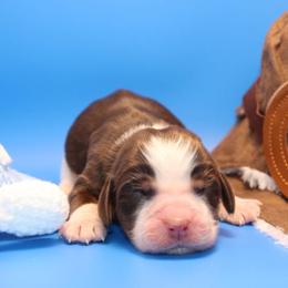 Frontier - Liver white and tan male English Springer Spaniel puppy in Eastman, Georgia from Mossy Creek Springers