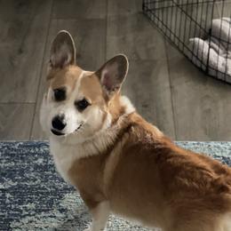 Teddy  - Pembroke Welsh Corgi