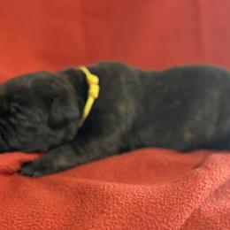 Yellow - Black female Cane Corso puppy in Paris, Texas from Knucklehead Cane Corso
