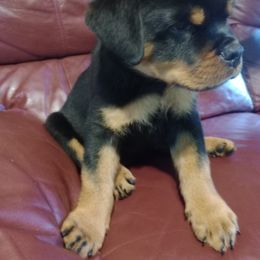 Purple - Black and mahogany female Rottweiler puppy in Janesville, Wisconsin from Maciel House of Rottweilers
