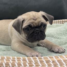 Teal Collar Boy - Fawn male Pug puppy in Troutman, North Carolina from Ohana Pugs