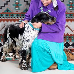 Collie and English Springer Spaniel All Grown Up from Briarcreek