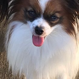 Papillons from Katies Papillions