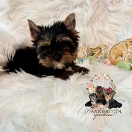 Vince - Black and tan male Yorkshire Terrier puppy in Brooklet, Georgia from Harrington Yorkies