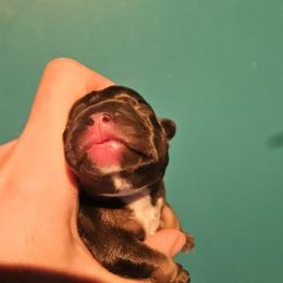 Choco and tan possibly - pending dna testing - Black and tan female French Bulldog puppy in High Ridge, Missouri from St Louis Frenchies