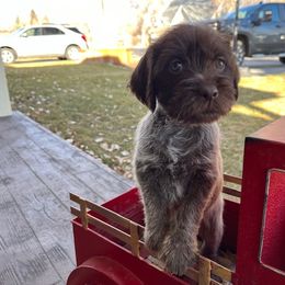 Marla - Brown and gray Wirehaired Pointing Griffon puppy in Douglas, Wyoming from Complete Game Griffs