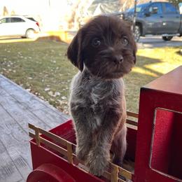 Marla - Brown and gray Wirehaired Pointing Griffon puppy in Douglas, Wyoming from Complete Game Griffs
