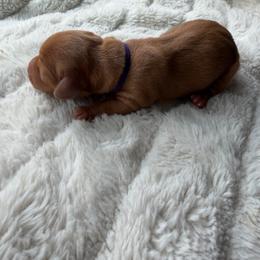 Purple girl - Red female Dachshund puppy in Kelso, Washington from New Age Doxies