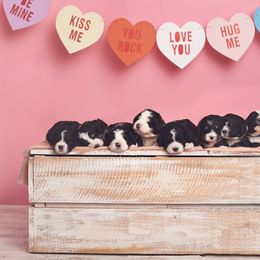 Bernedoodle and Goldendoodle Puppies from Happy Valley Doodles