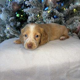 Hope - Cream female Dachshund puppy in Mountain Grove, Missouri from Happy Hounds and More🐾