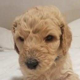 Poodle Puppies from S&L Missouri Standard Poodles LLC