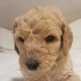 Poodle Puppies from S&L Missouri Standard Poodles LLC