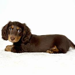 Tide - Chocolate and tan male Dachshund puppy in Lehi, Utah from Cherry Creek Dachshunds